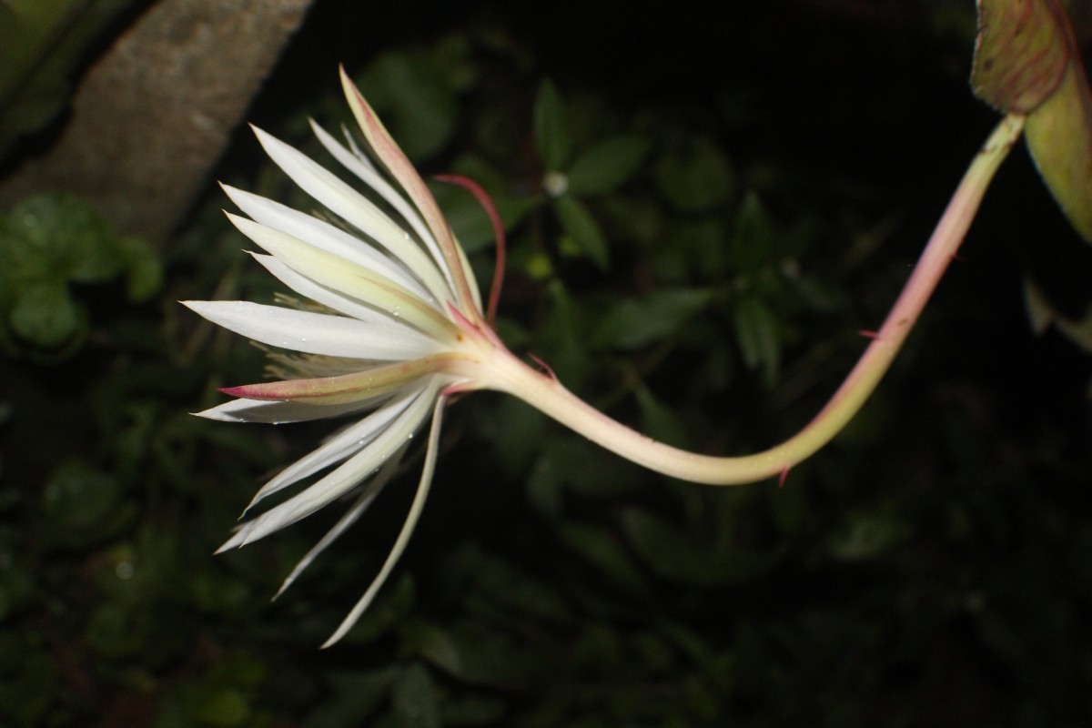 Epiphyllum hookeri Haw.